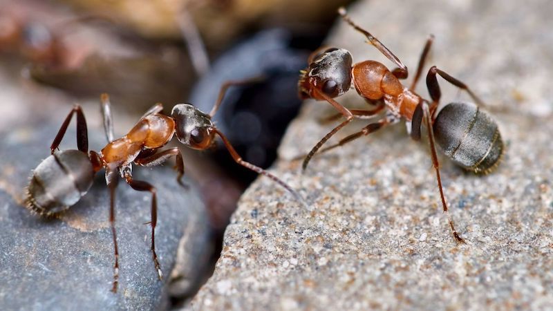 was tun gegen ameisen im garten ameisen bekaempfen terrasse zwei braun schwarze ameisen auf steinplatte