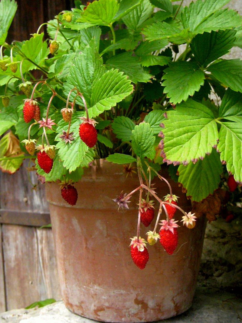 was tun gegen ameisen im garten ameisen vertreiben hausmittel blumentopf mit erdbeeren