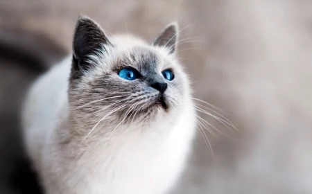 was tun gegen milben bei katzen weisse katze mit blauen augen