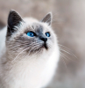 was tun gegen milben bei katzen weisse katze mit blauen augen