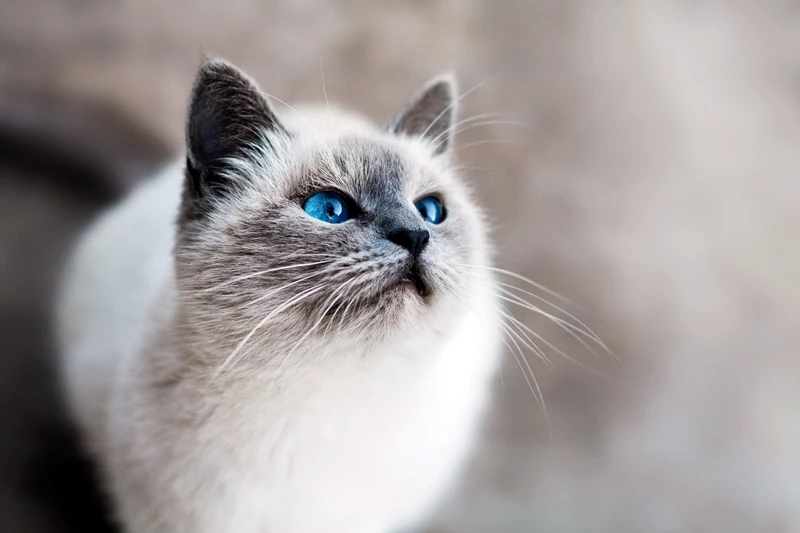 was tun gegen milben bei katzen weisse katze mit blauen augen