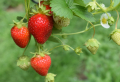 Erdbeeren im Topf pflanzen - So einfach ist es