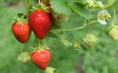 0 erdbeeren im topf pflanzen hilfreiche informationen und tipps