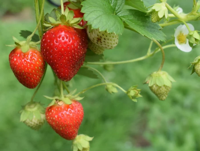 0 erdbeeren im topf pflanzen hilfreiche informationen und tipps