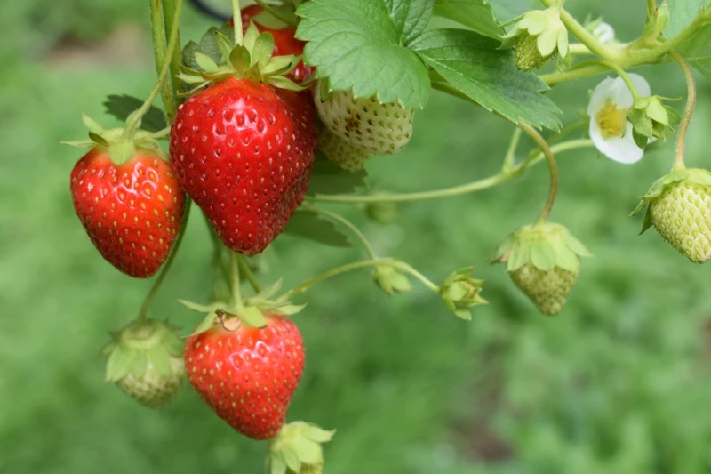 0 erdbeeren im topf pflanzen hilfreiche informationen und tipps