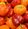 0 garten obst pflanzen paprika anbauen tipps infos