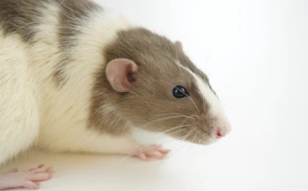 0 ratten im garten vertreiben informationen und tipps