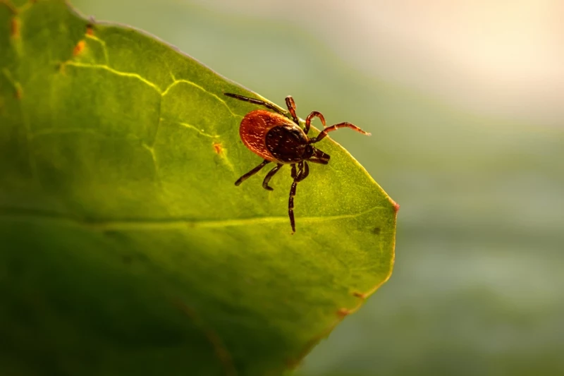 0 schaedlinge im garten ohne chemie bekaempfen infos und tipps