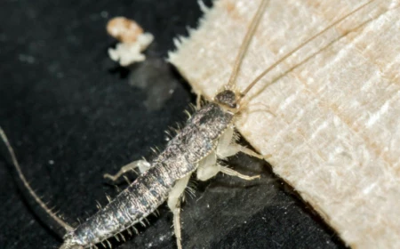 0 silberfische bekaempfen hilfreiche informationen und tipps
