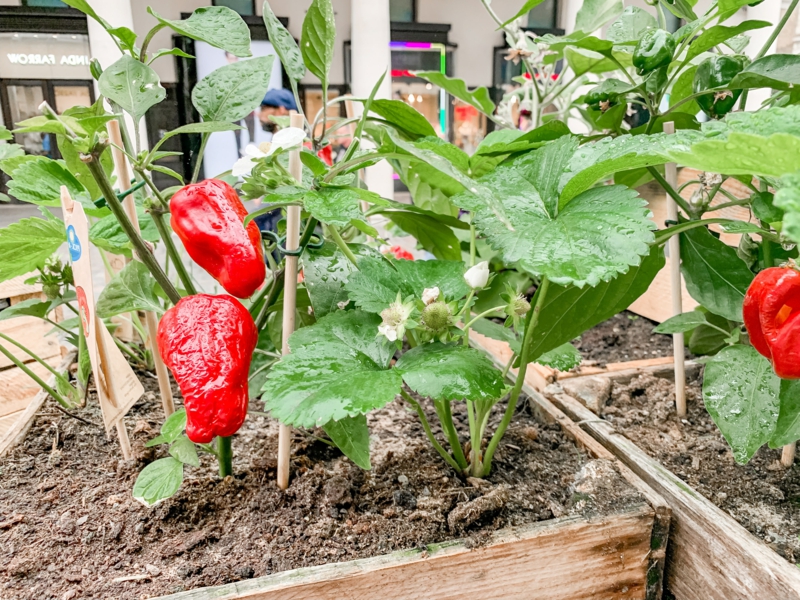 1 paprika pflanzen und selber anabauen informationen und tipps