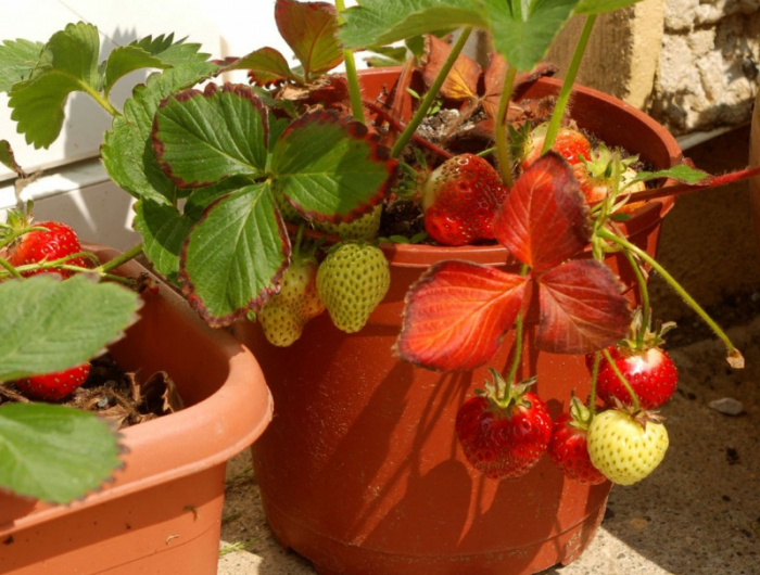 1 wie erdbeeren pflanzen balkon infors und tipps