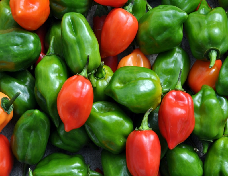 10 wie kann man paprika selber anbauen tipps infos