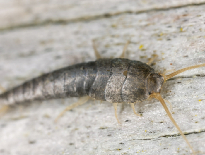 silverfish or fishmoth sitting on wood, extreme close up