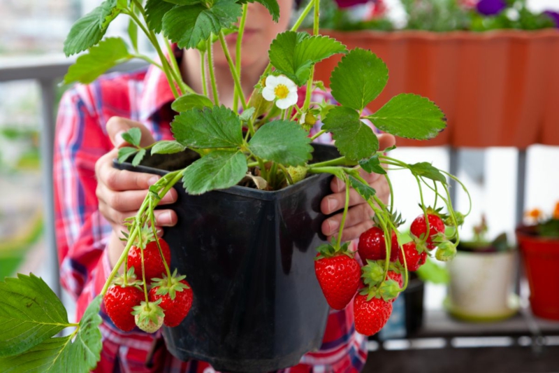 12 welcher topf ist fuer erdbeeren pflanzen geeignet