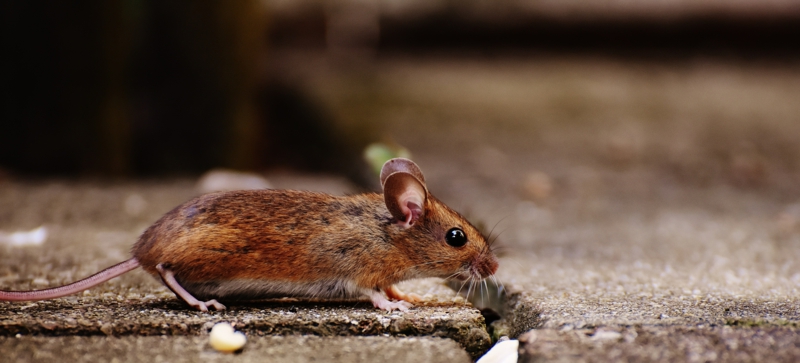 2 mittel gegen ratten backpulver gift selber machen tipps