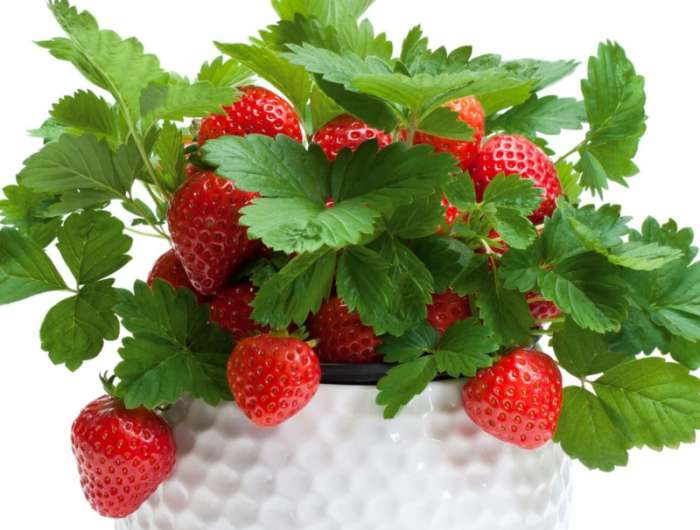 2 pflanzen pflege erdbeeren balkon infos und tipps