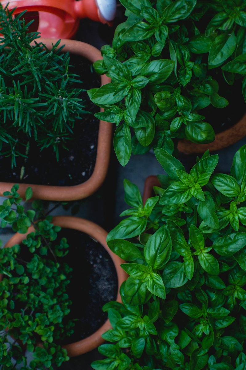 23 gartengestaltung pflanzen halbschatten kraeter pflanzen