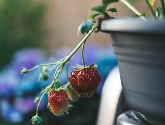 4 erdbeeren topf auf dem balkon pflanzen und pflegen tipps