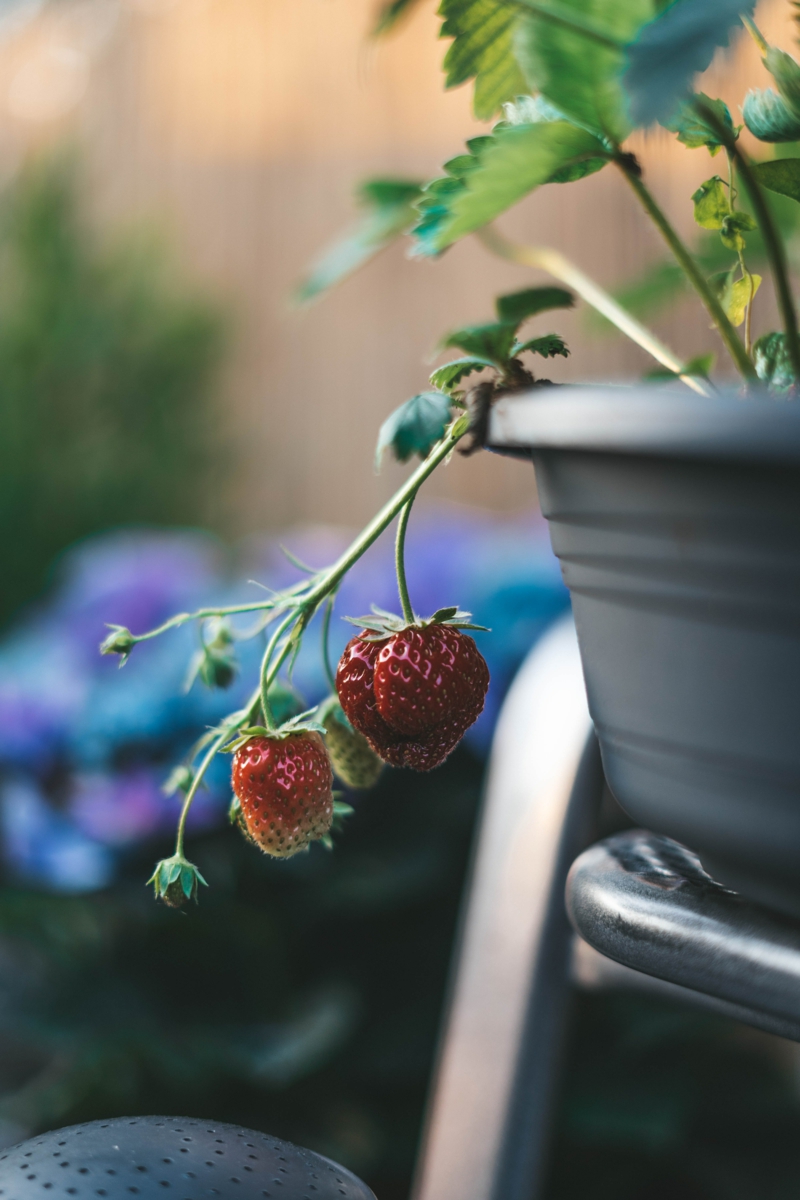 4 erdbeeren topf auf dem balkon pflanzen und pflegen tipps