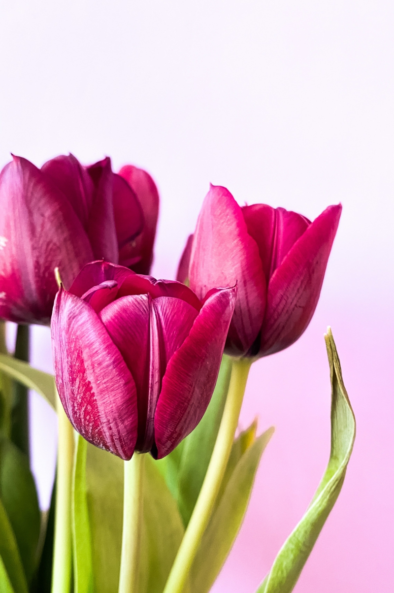 4 lila blumen tulpen laenger frisch halten hilfreiche tipps und infos