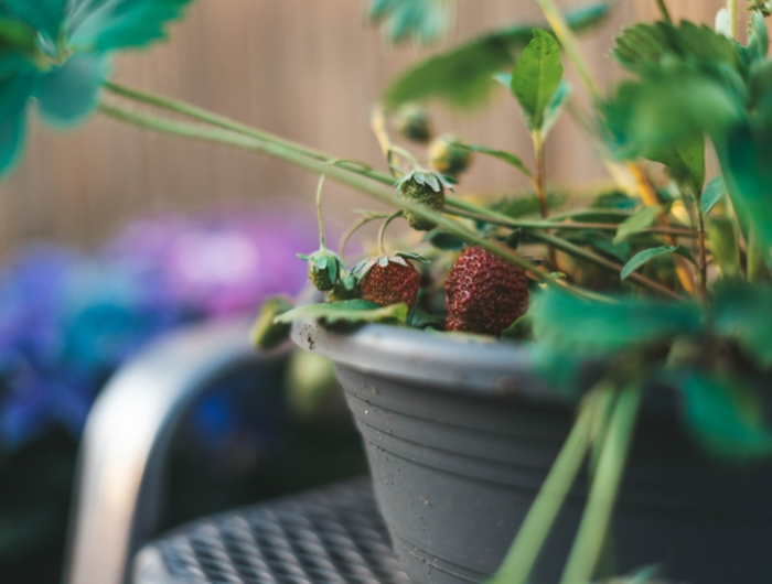 5 kann man erdbeeren im topf pflanzen tipps und infos