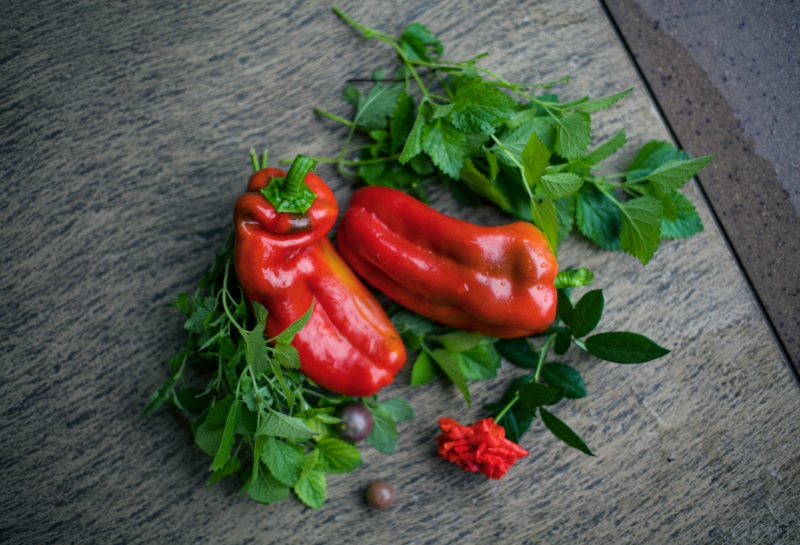 5 paprika pflanze pflege hilfreiche infos und tipps