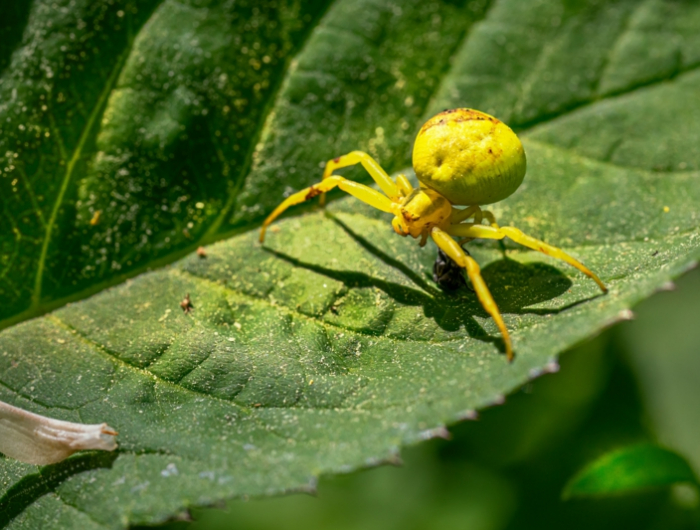 7 garten pflege infos tipps nuetzliche insekte gegen gartenschaedlinge