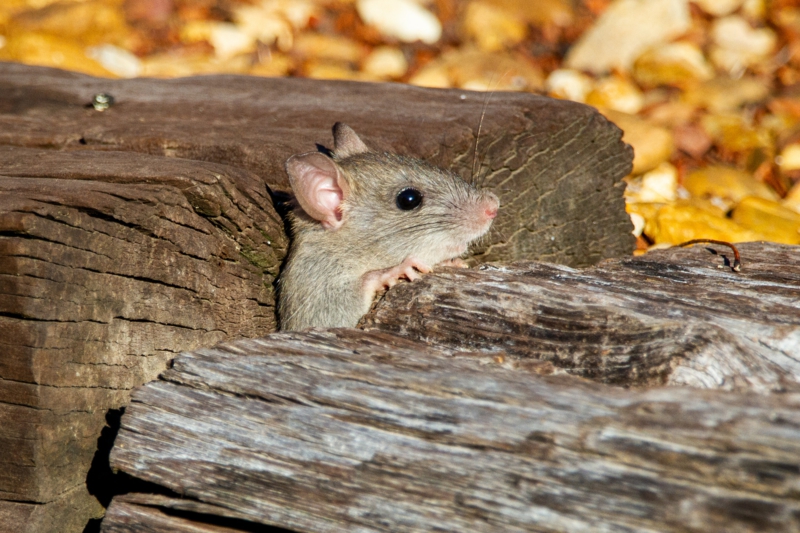 7 rattengift selber machen aus backpulver gift gegen ratten
