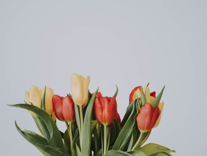 7 wie kann ich tulpen laenger haltbar machen in der vase