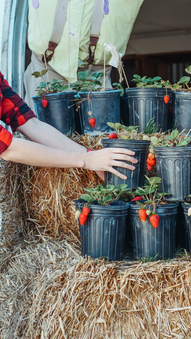 7 wie kann man erdbeeren pflanzen im topf und auf dem balkon
