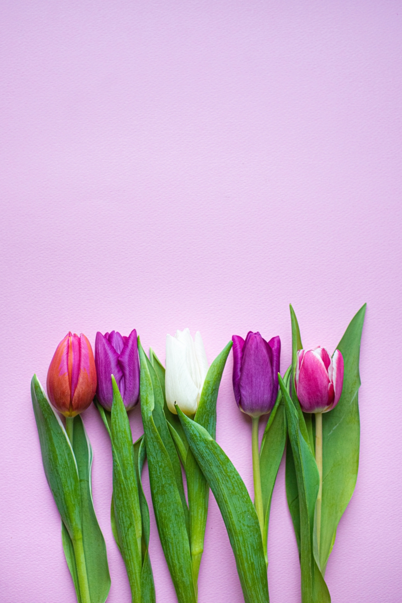 8 wunderschoene blumen wie halten tulpen laenger in der vase