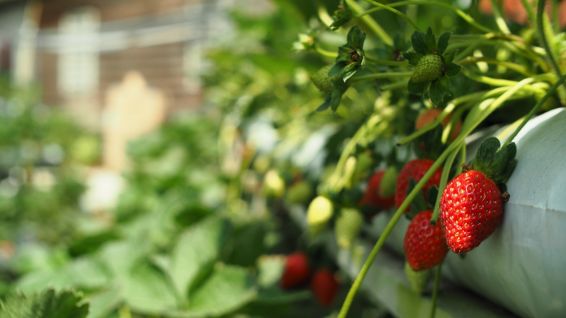 9 koestliche erdbeeren im topf pflanzen infos tipps hilfreich