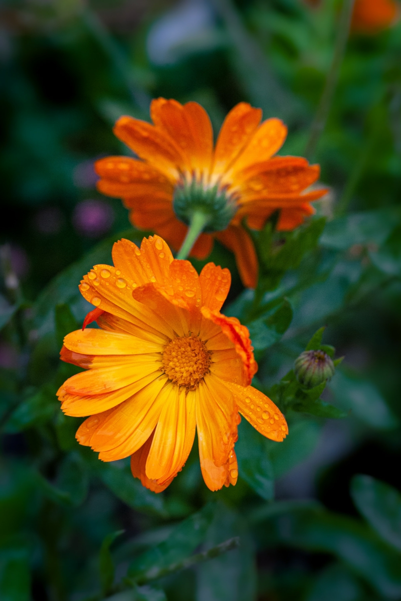 9 ringelblume kraetergarten sonne oder schatten kreater 