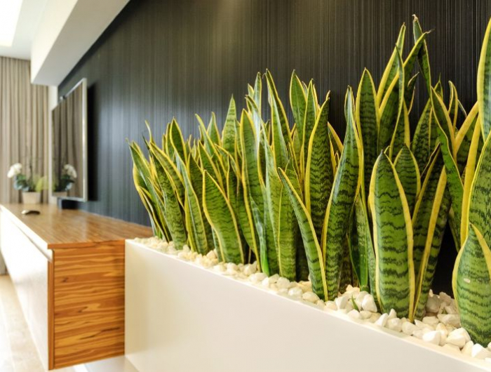 schlangenpflanze feng shui pflanzen wohnzimmer dekoration einrichtung modern harmonie