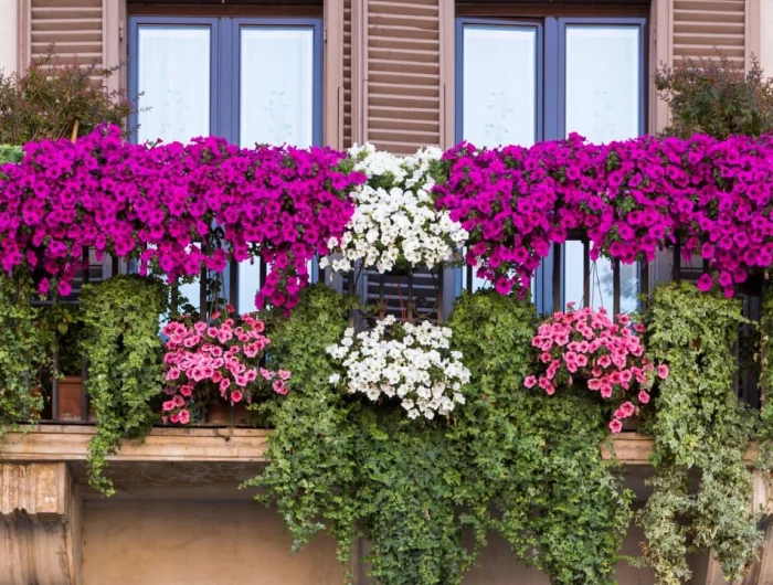 stunning hanging baskets and container gardening tips