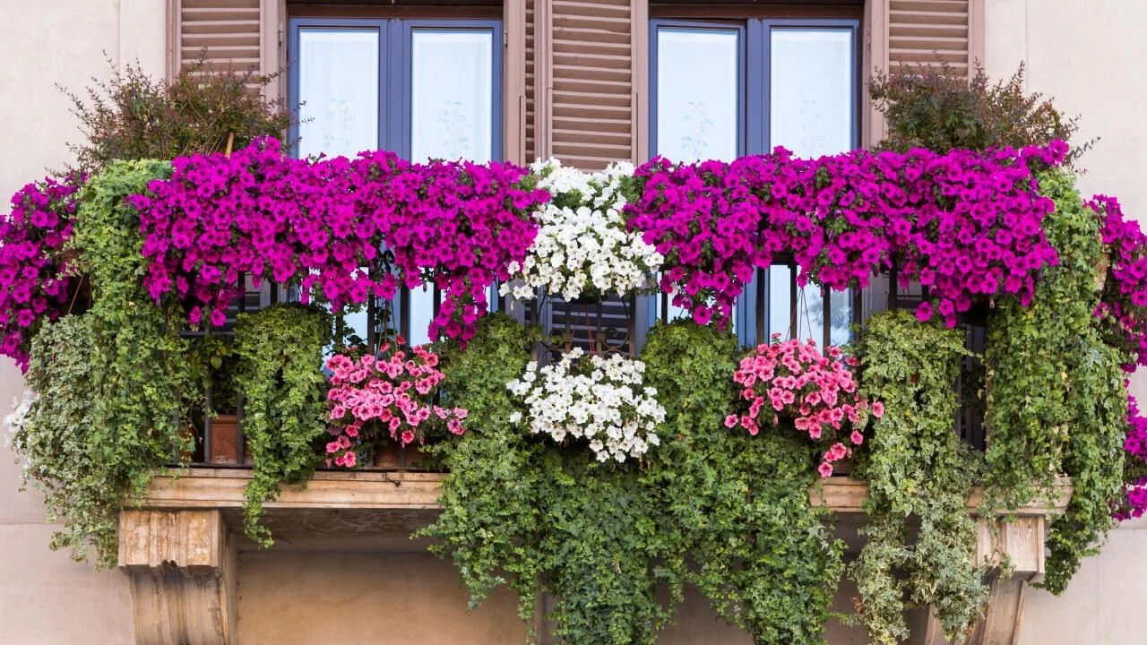 stunning hanging baskets and container gardening tips