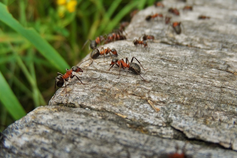 ameisen bekaempfen auf terrasse was hilft gegen ameisen unter den terrassenplatten