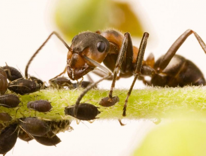 ameisen bekaempfen terrasse was tun gegen ameisen im garten ameise von nah blattlaeuse