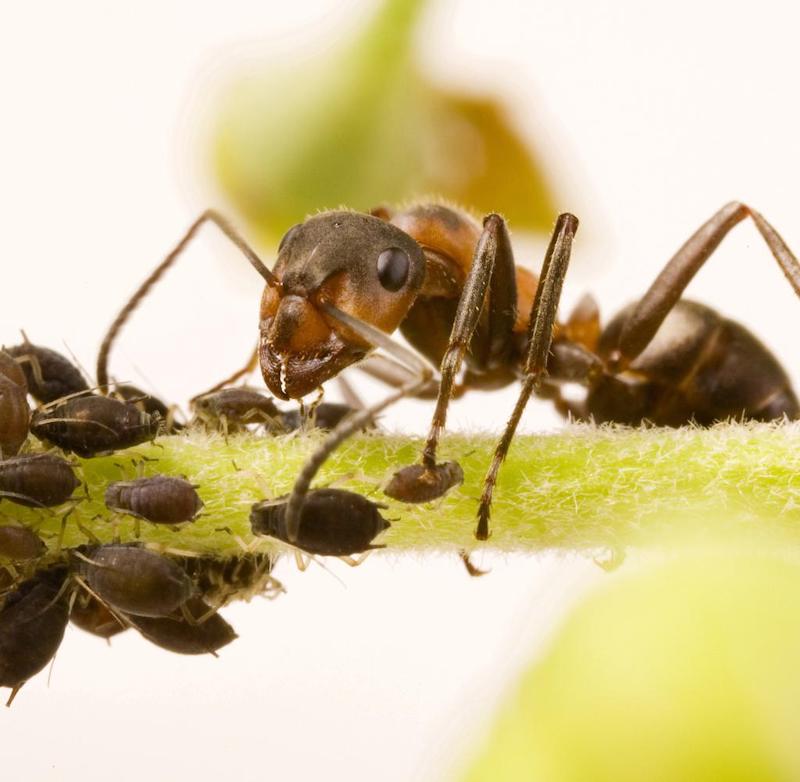 ameisen bekaempfen terrasse was tun gegen ameisen im garten ameise von nah blattlaeuse