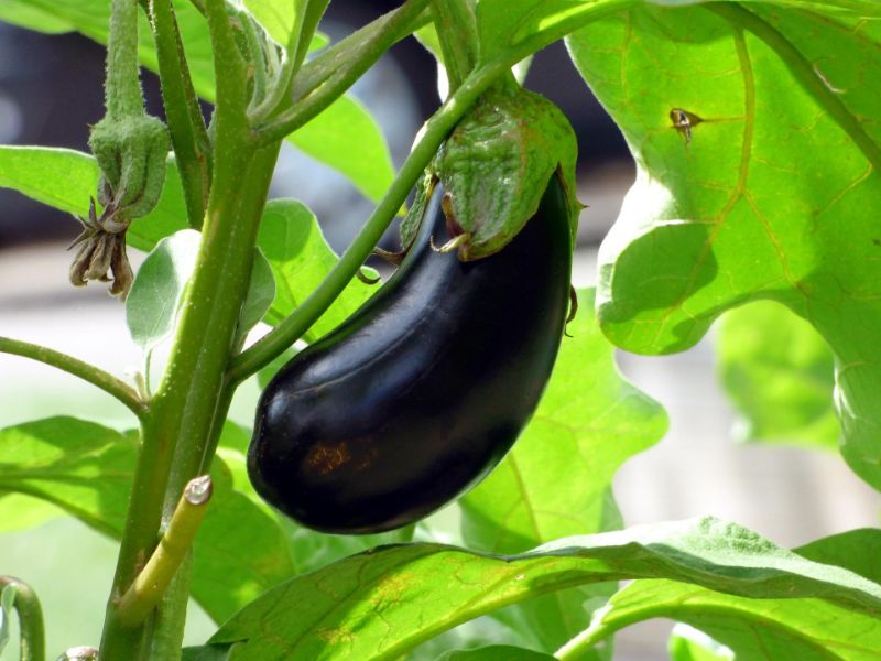 aubergine pflanzabstand im garten und gemuesenbeet