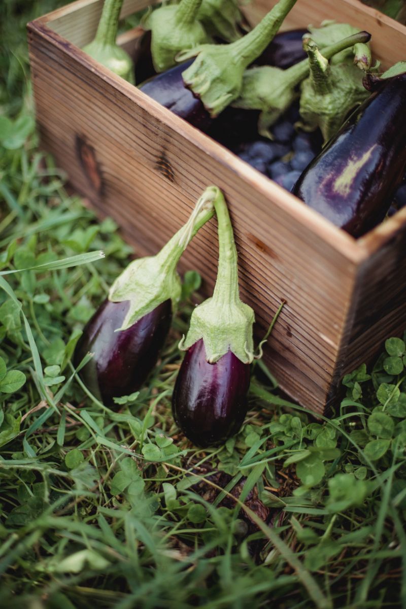aubergine pflanzen im topf und container