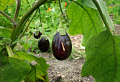 Vom Gemüsebeet in die Pfanne: Wie Sie Auberginen mit Erfolg pflanzen und pflegen