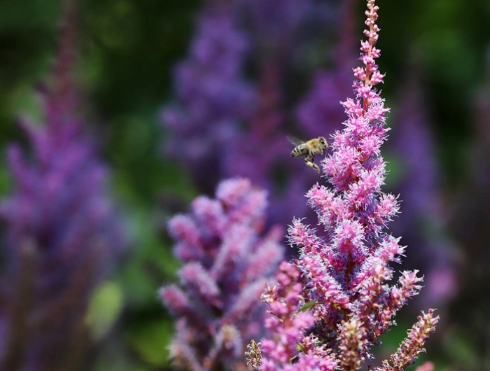 bienenfreundliche bodendecker blume mit rosa blueten pflanzen fuer bienen