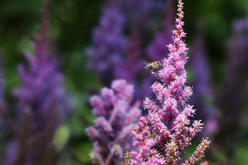 bienenfreundliche bodendecker blume mit rosa blueten pflanzen fuer bienen