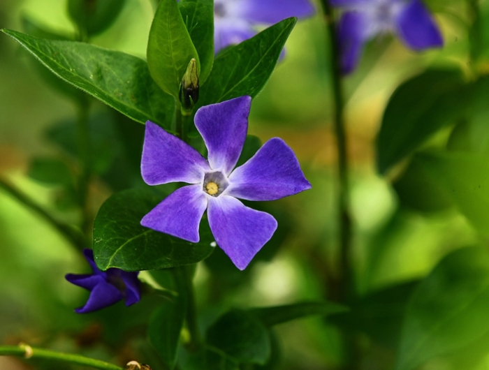 bienenfreundliche bodendecker shcatten lila bluete pflegeleichte gartenpflanzen fuer bienen