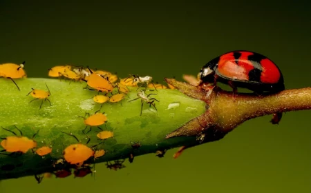 blattlaeuse an einer pflanze mit ladybug