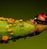 blattlaeuse an einer pflanze mit ladybug