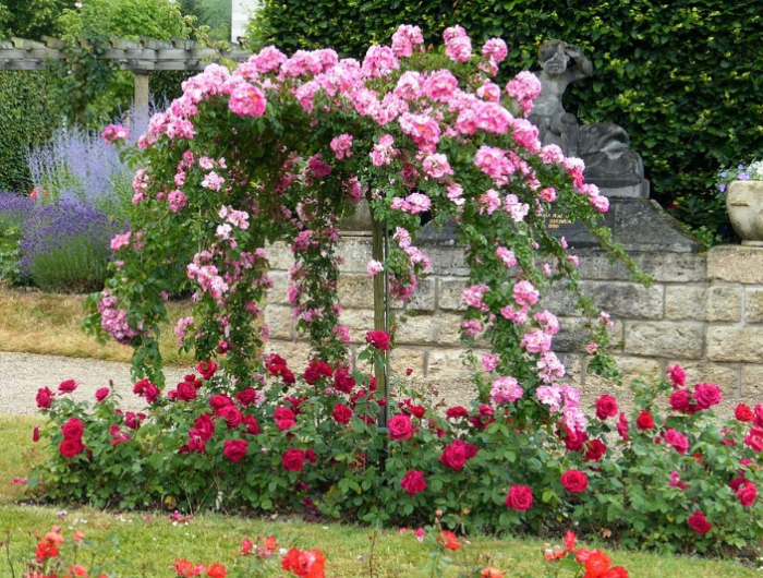 blattlaeuse auf rosen entfernen rosengarten pflegen