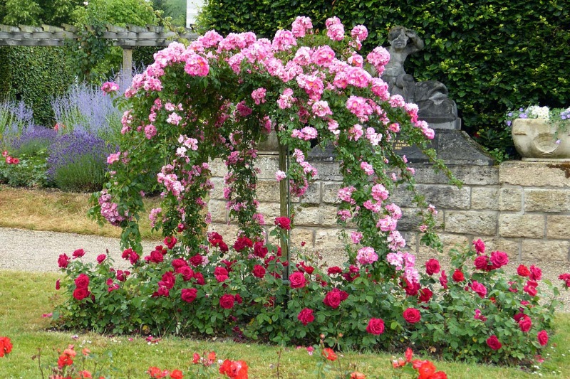blattlaeuse auf rosen entfernen rosengarten pflegen