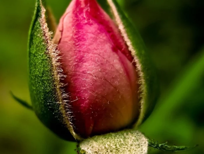 blattlaeuse auf rosen entfernen wieder schaedlingfreie rosen